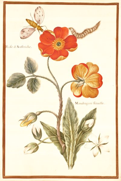 Oostenrijkse hondsroos en alruin door Nicolas Robert